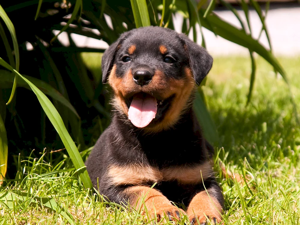 Hund Rottweiler