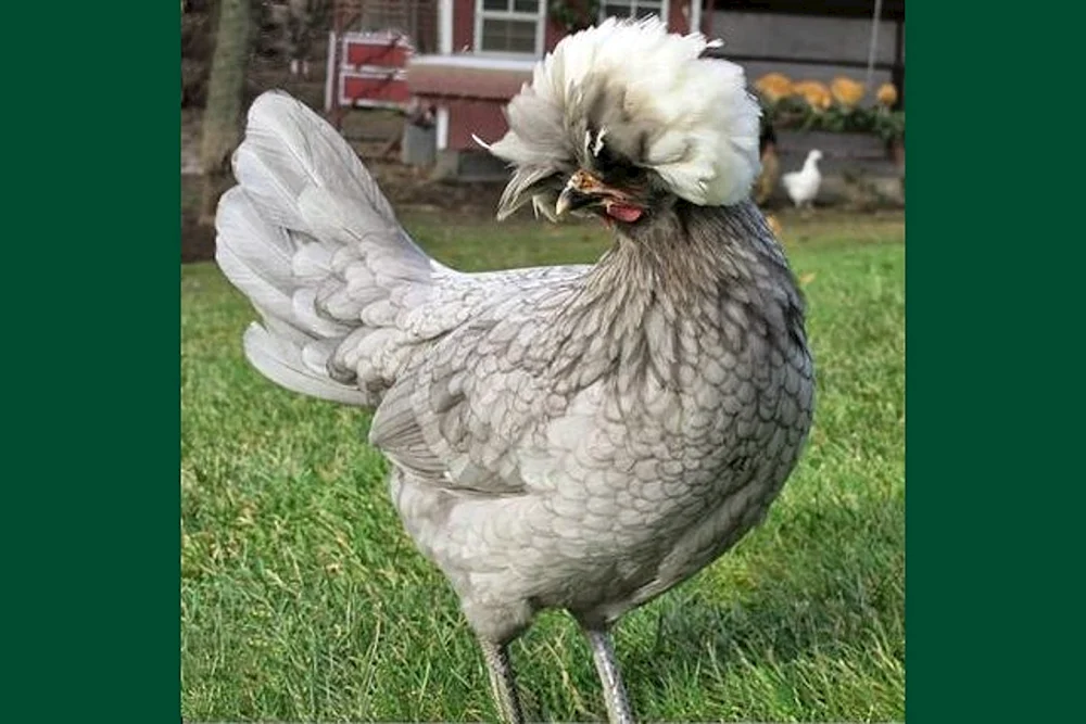 Chinesische Haubenhühner