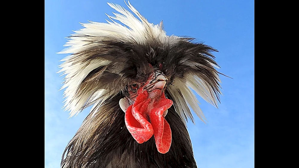 Punk