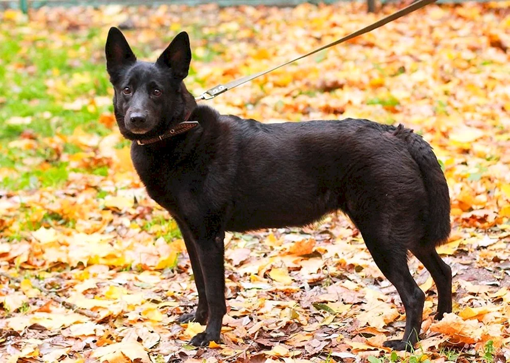Niederländischer Schäferhund schwarzes Glatthaar