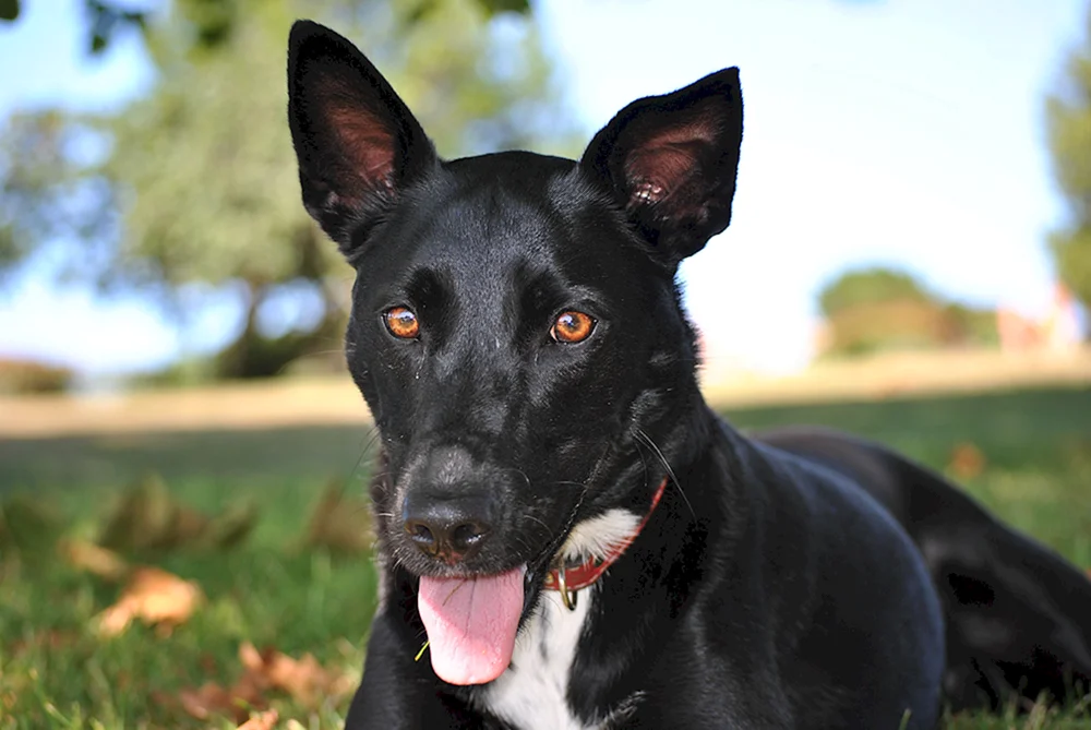 Holländischer Schäferhund schwarzer Glatthaar-Schäferhund