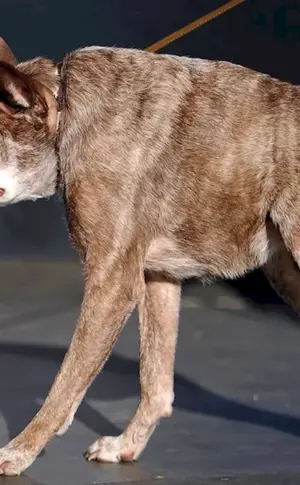 Holländischer Schäferhund Quasimodo