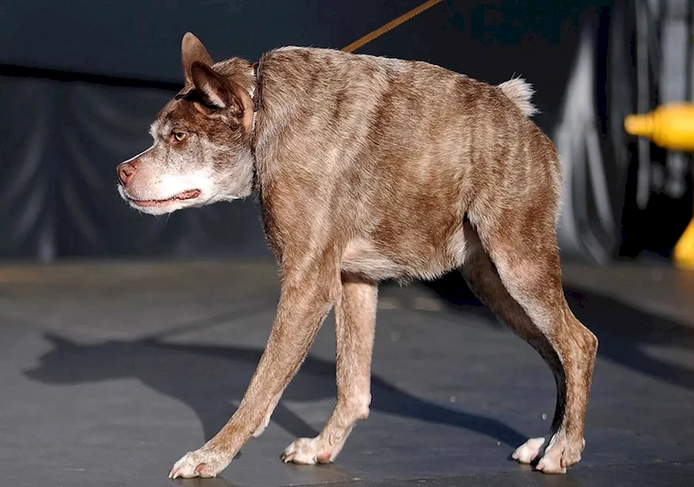 Holländischer Schäferhund Quasimodo