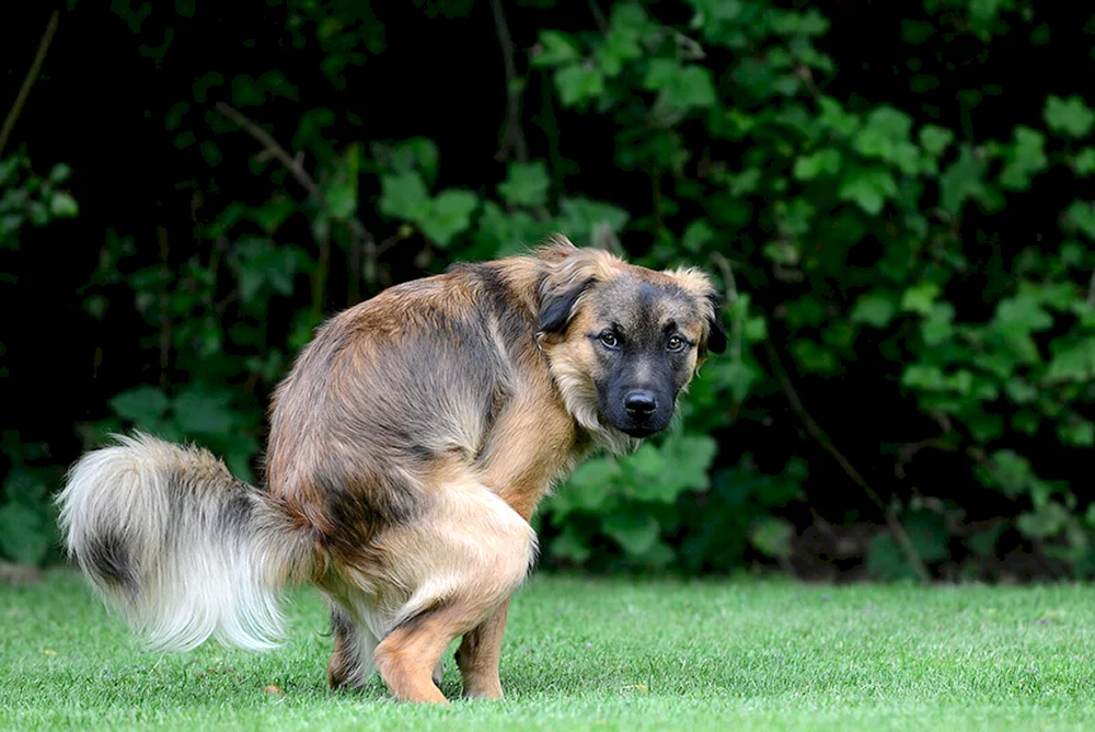 Holländischer Schäferhund Quasimodo