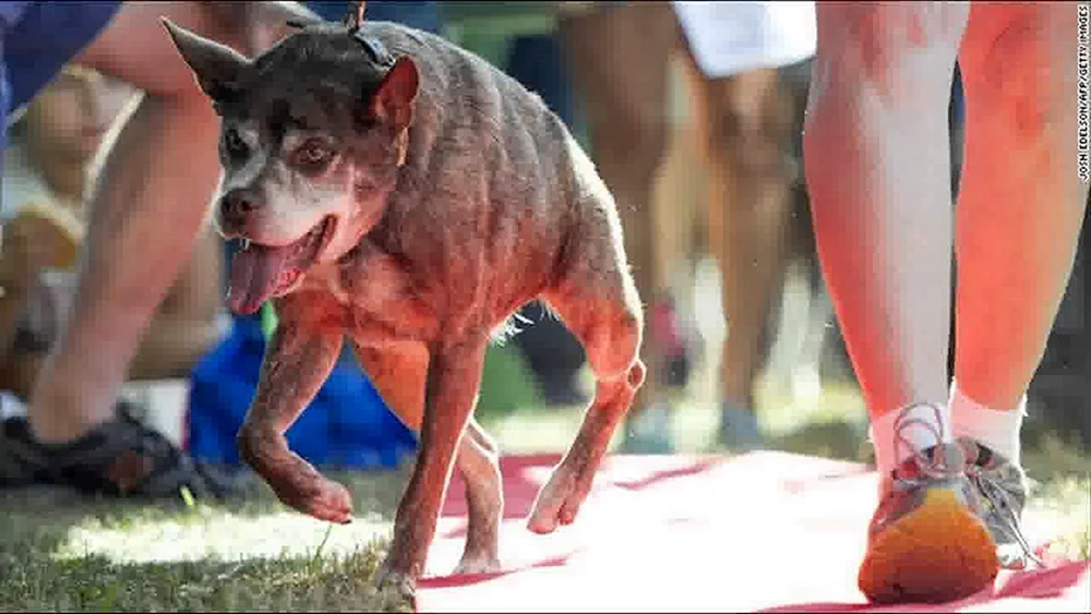 Holländischer Schäferhund Quasimodo