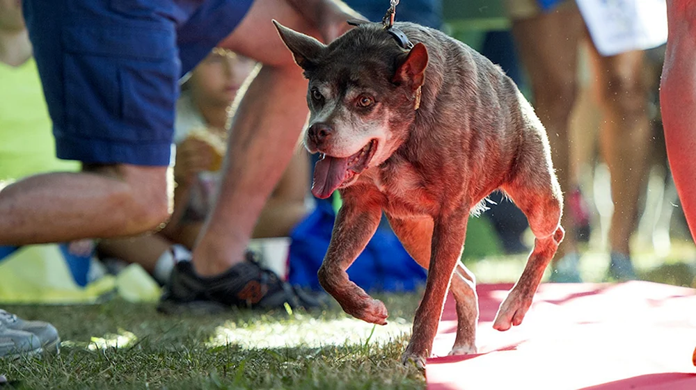 Holländischer Schäferhund Quasimodo