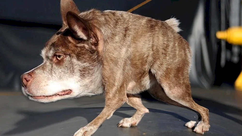 Holländischer Schäferhund Quasimodo
