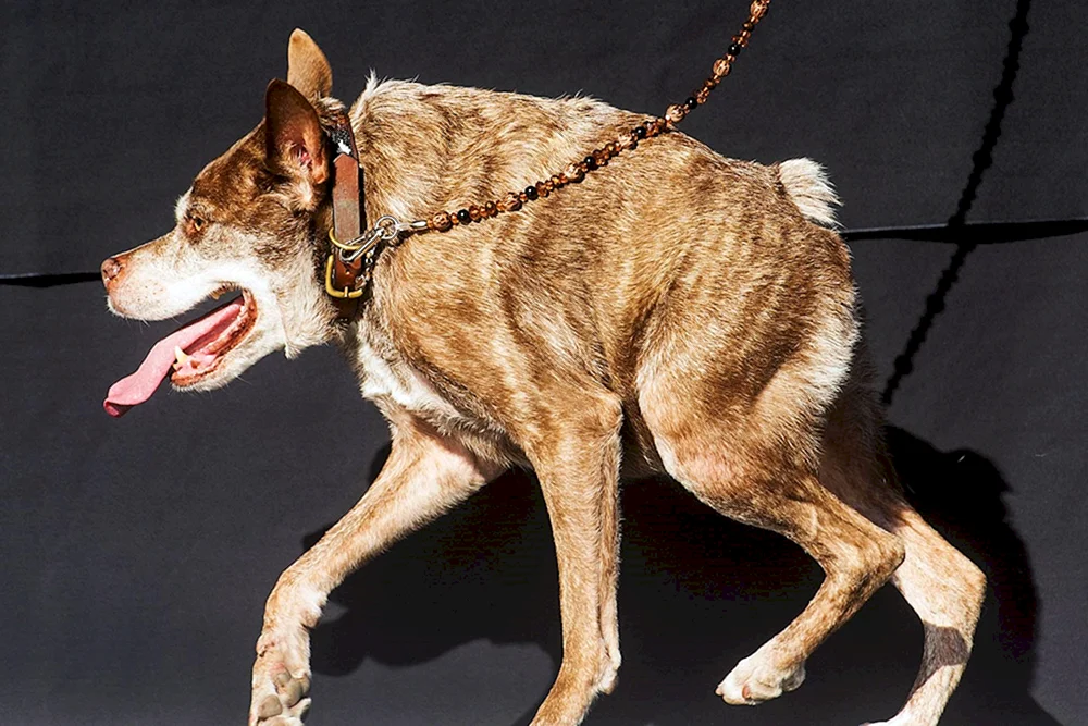 Holländischer Schäferhund Quasimodo