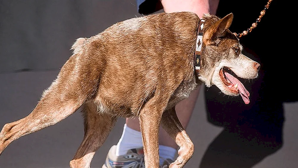 Holländischer Schäferhund Quasimodo