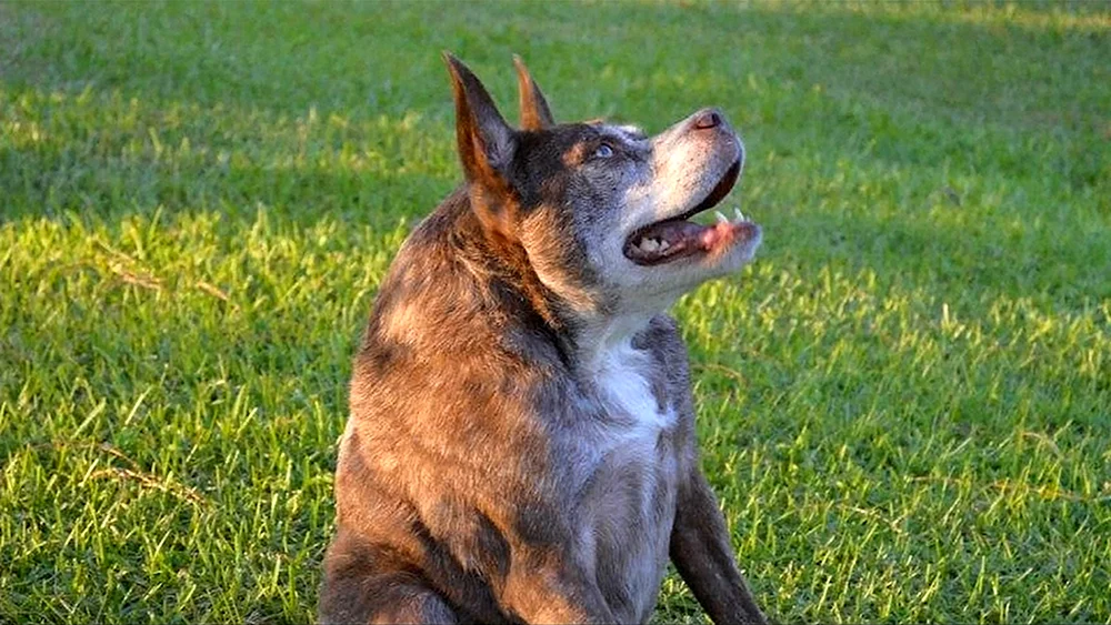 Holländischer Schäferhund Quasimodo. Quasimodo