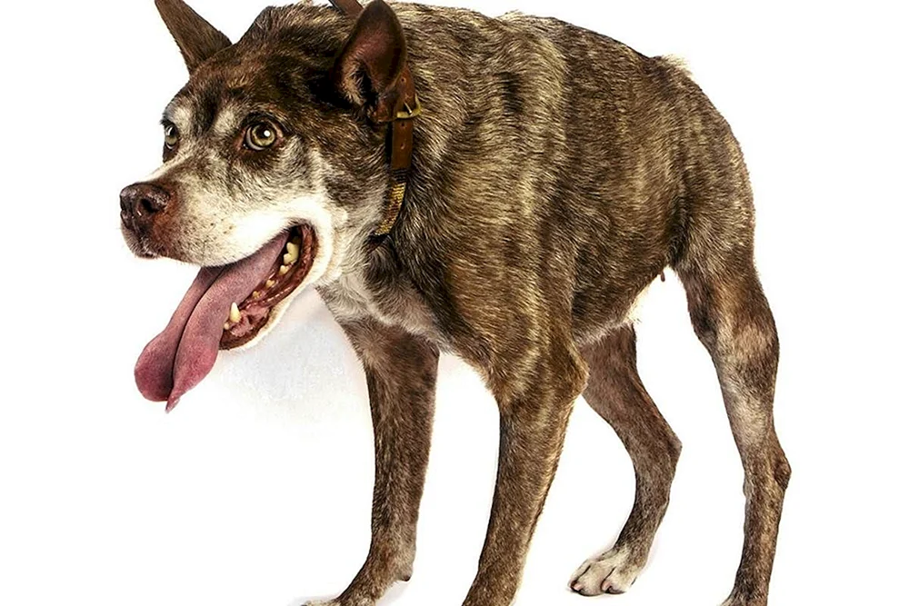 Deutscher Schäferhund Quasimodo