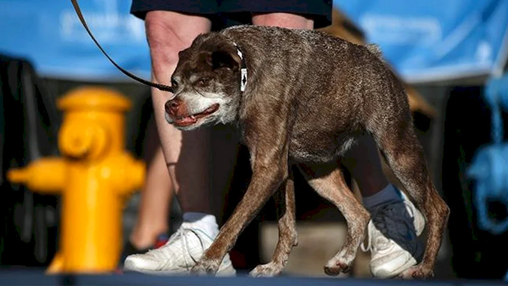 Quasimodo Schäferhund