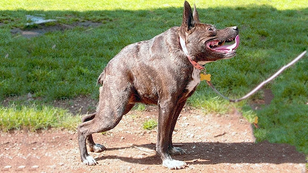 Mexikanischer Schopfhund hässlich