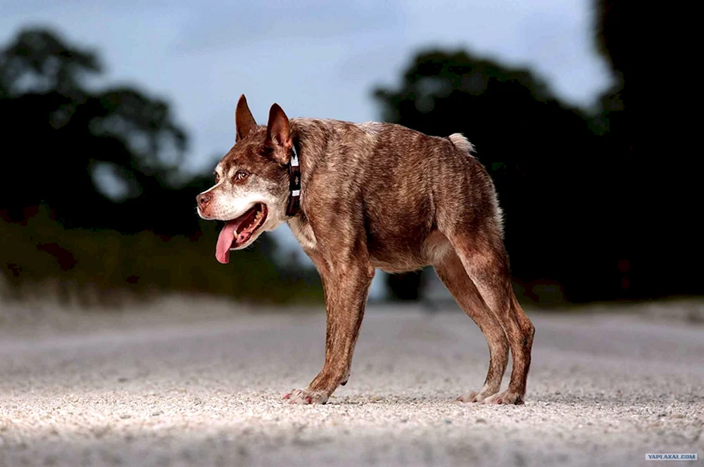 Holländischer Schäferhund Quasimodo