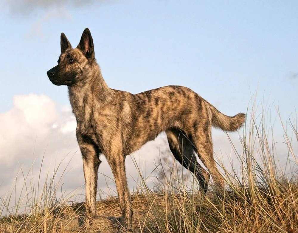 Akita Inu grau