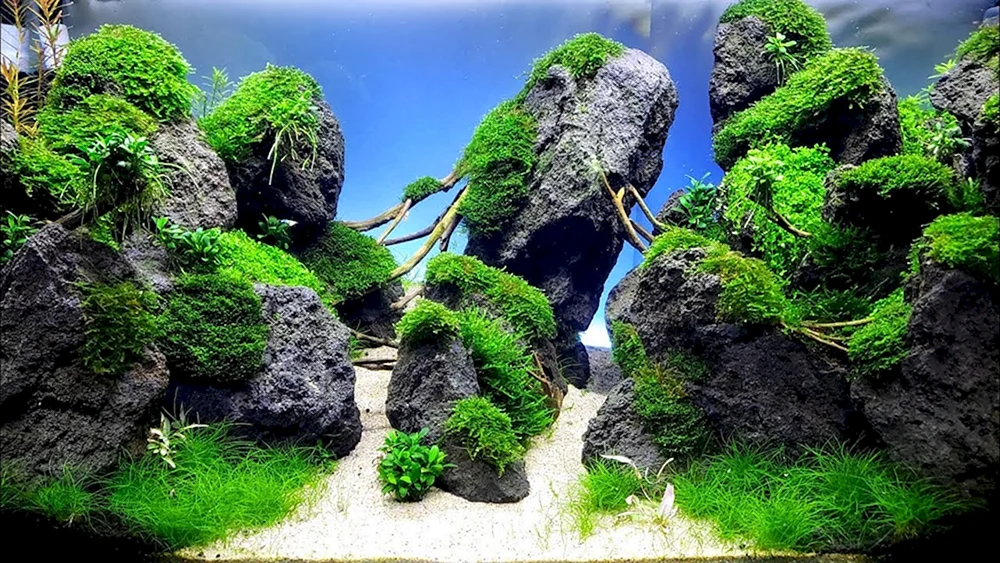 Aquascape Dreizackfarn