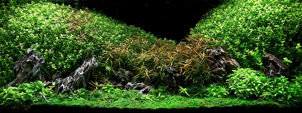 für Aquarium