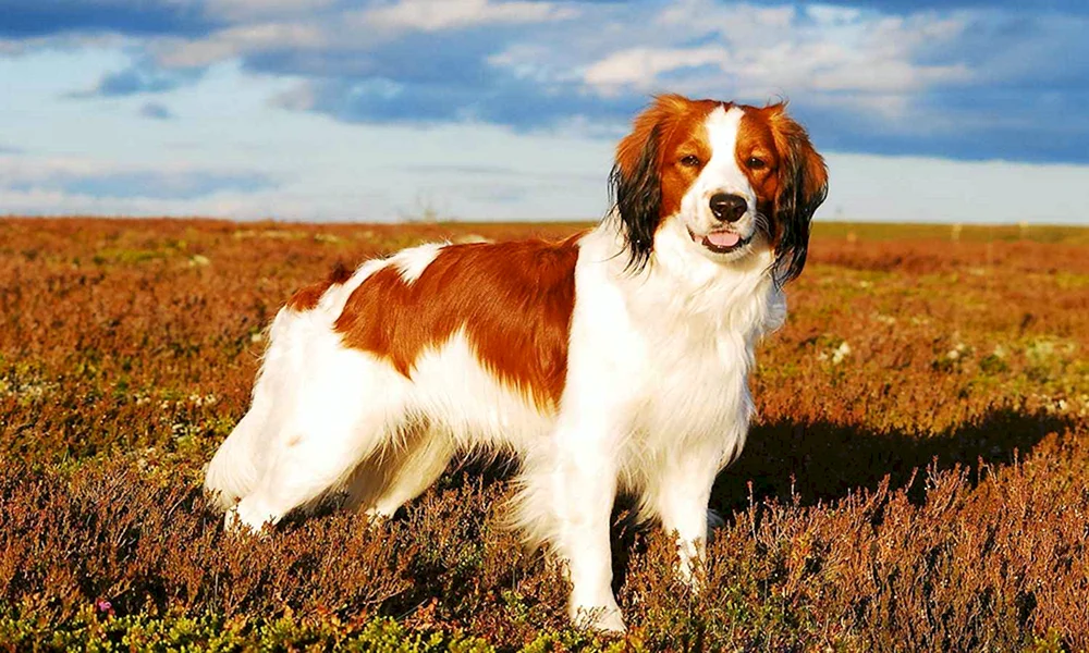 Niederländischer Cockerhound