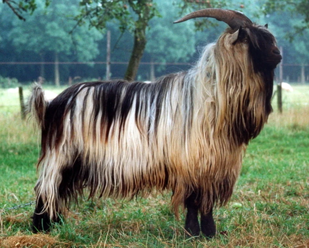 Boer Ziegenrasse
