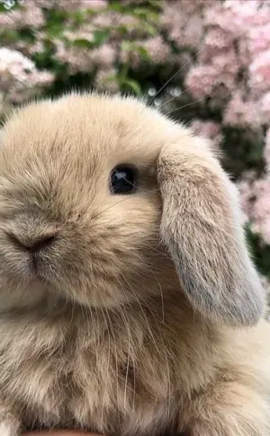 Holländisches Schopfkaninchen