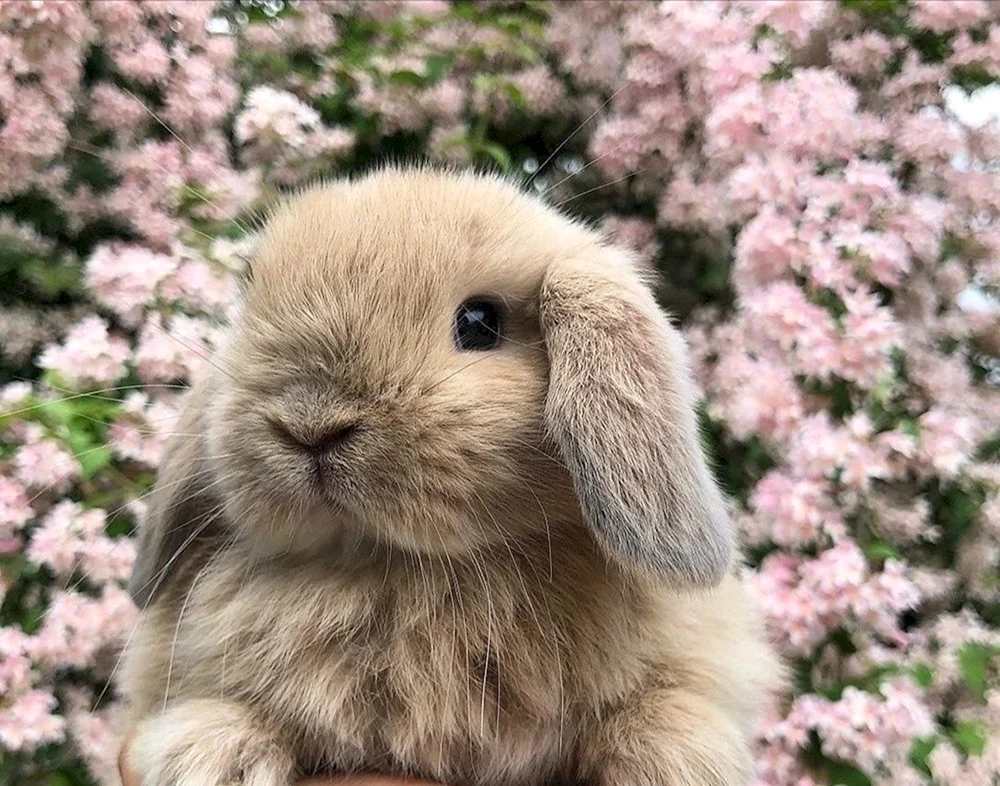 Holländisches Schopfkaninchen