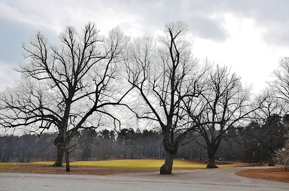 Kahler Baum