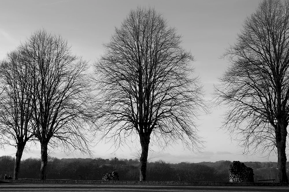 Kahler Baum