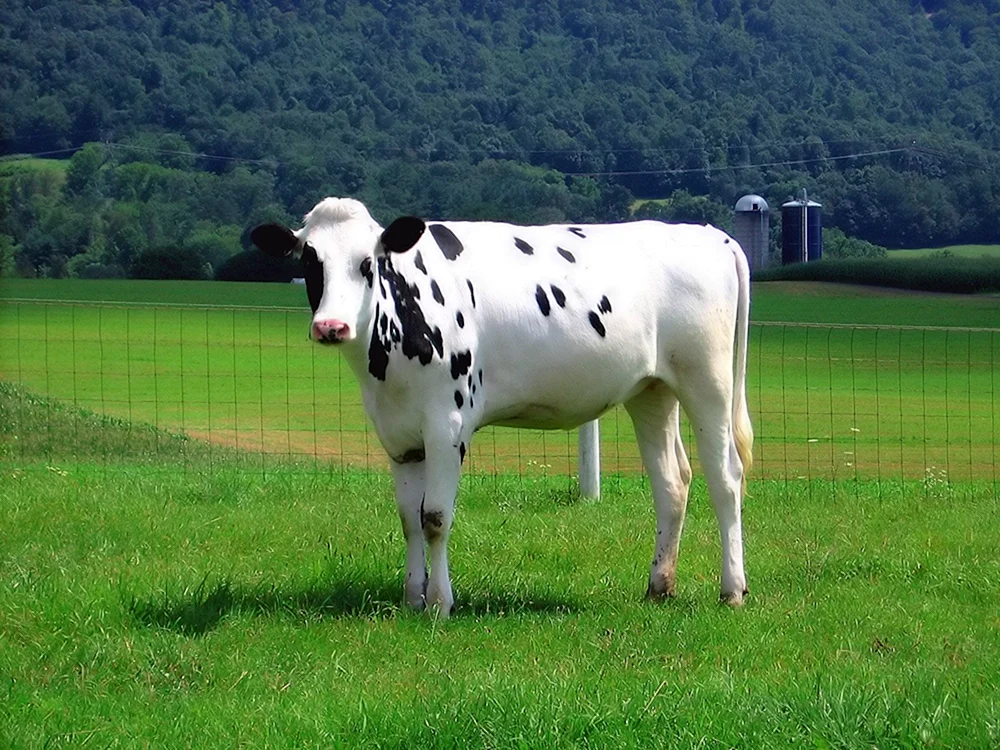 Holsteiner Bullenrasse