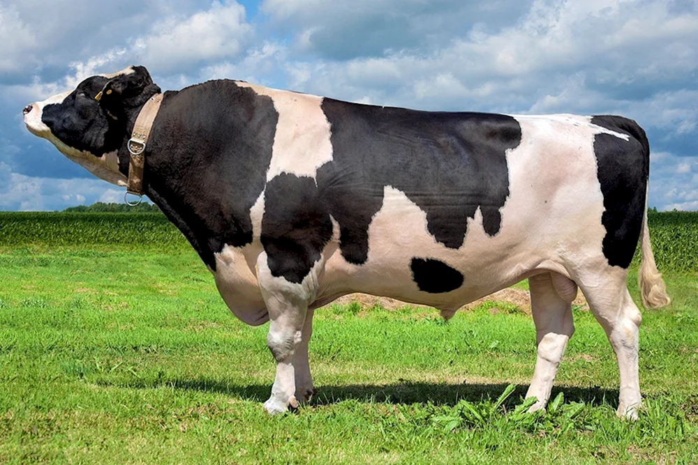 Belgian Blue-Rasse der Kühe