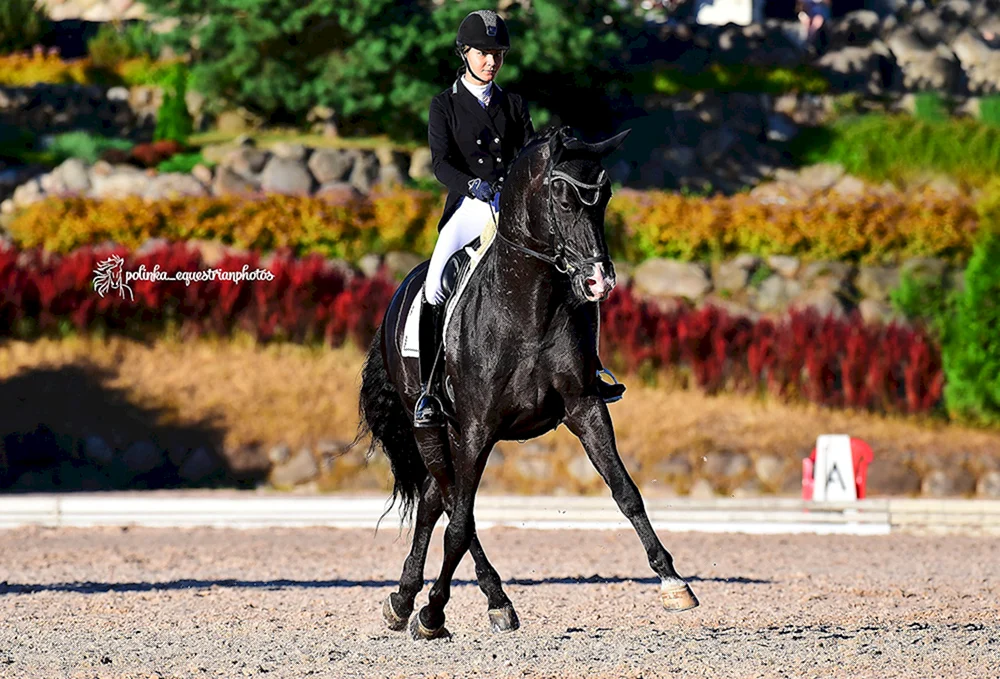 Holstein Pferd Woronaja