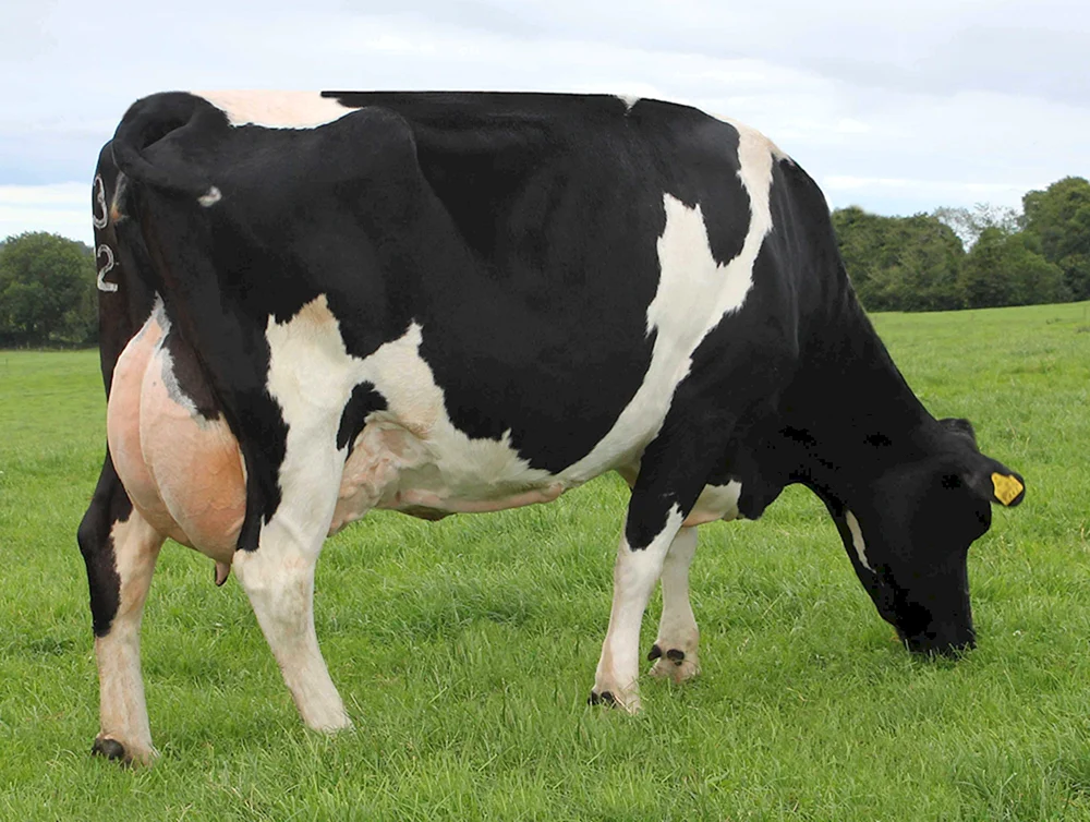 Zucht der Holstein-Kühe
