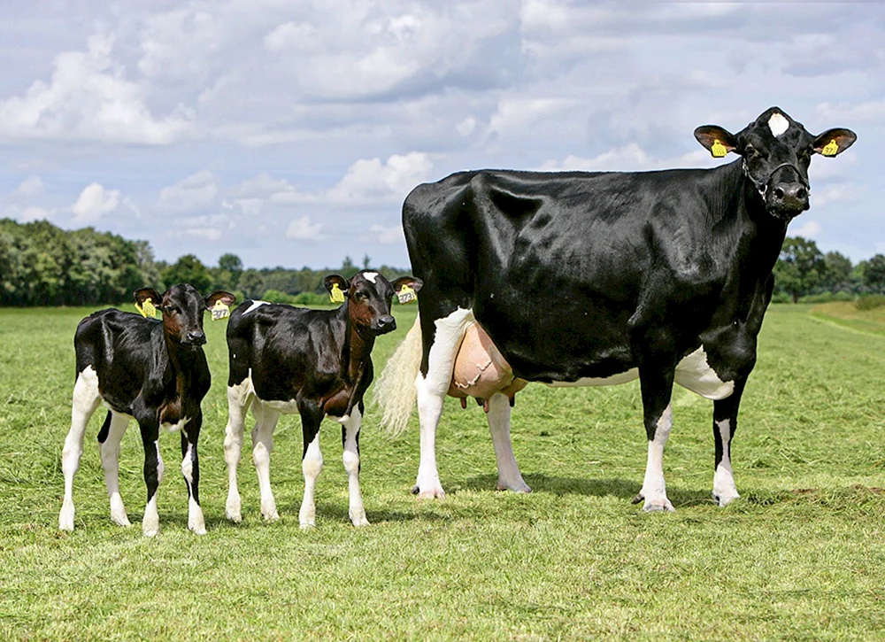 Holstein Rinderrasse