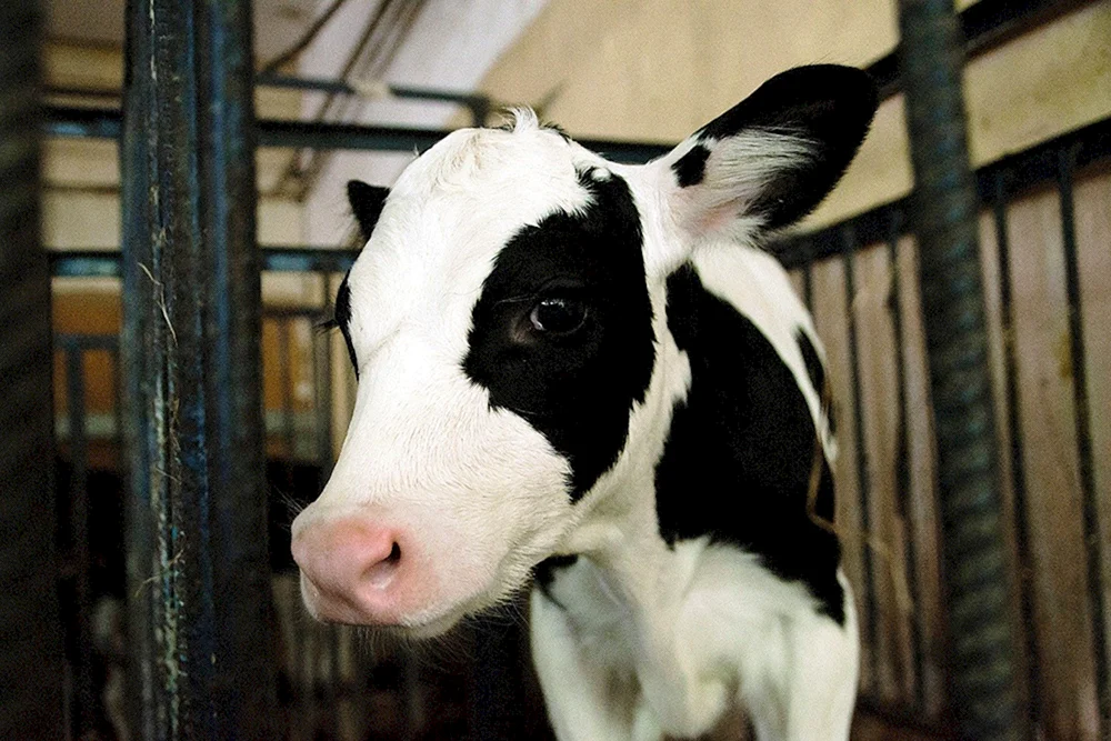 Holstein Rinderrasse