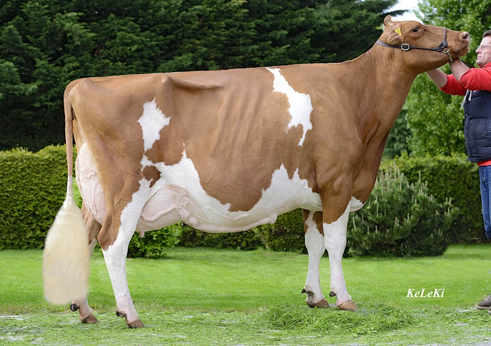 Zucht der Holstein-Ochsen