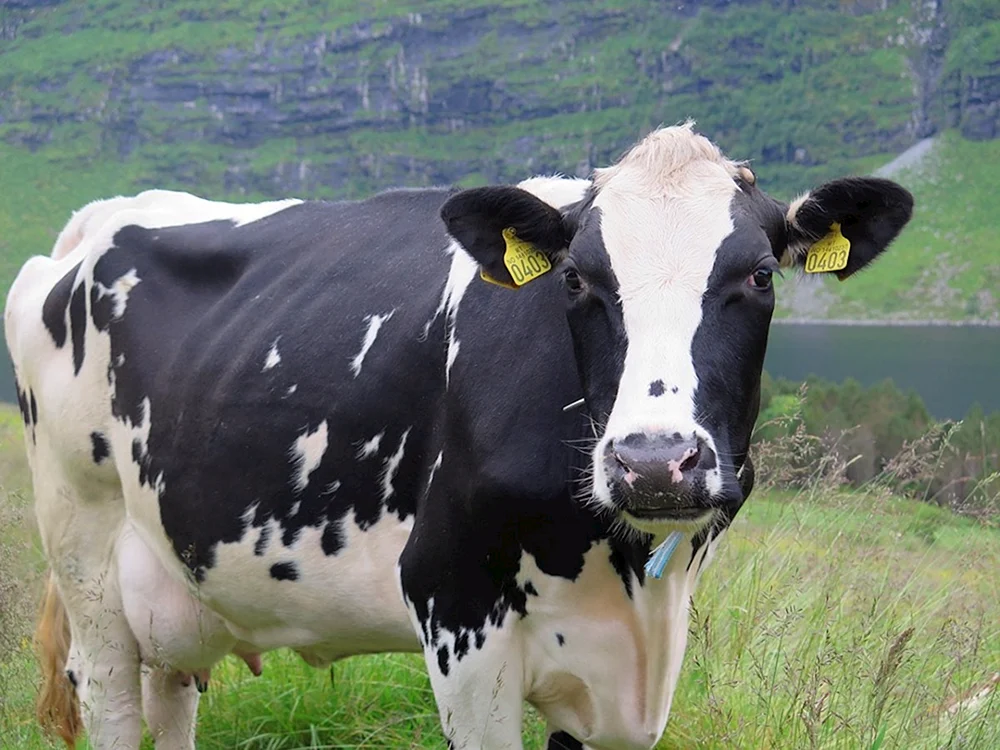 Zucht der Holstein-Kühe Friesische Rasse