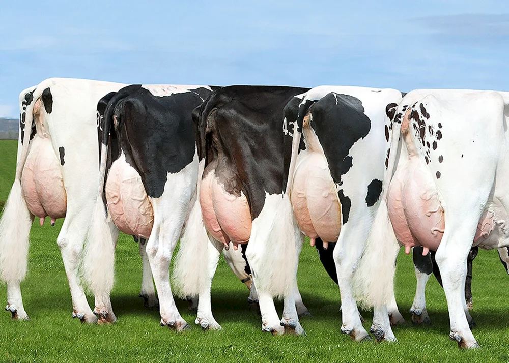 Holsteiner Bullenrasse