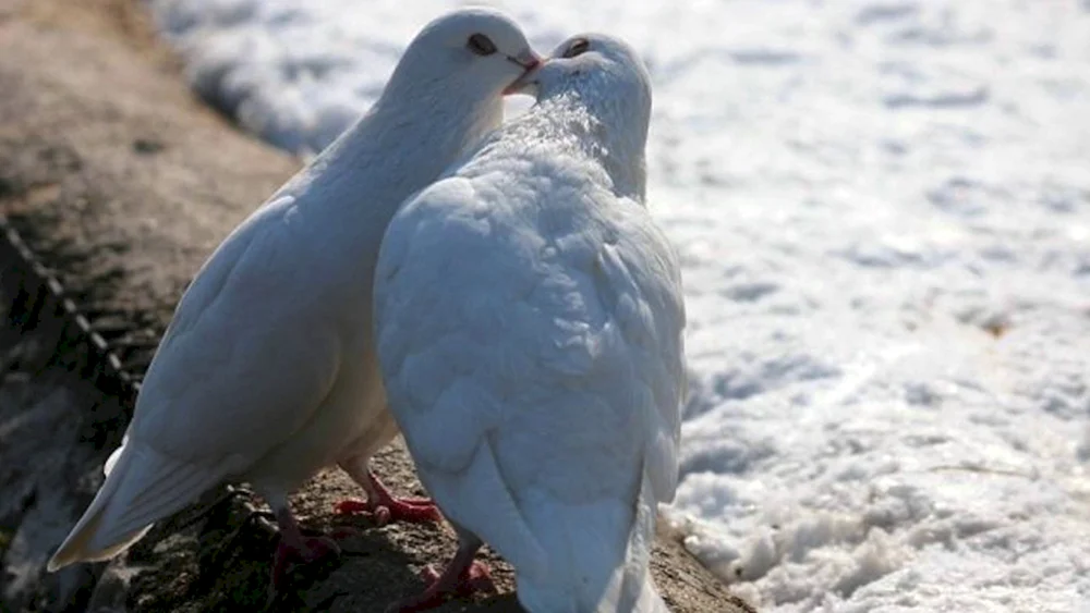 Taubenvögel