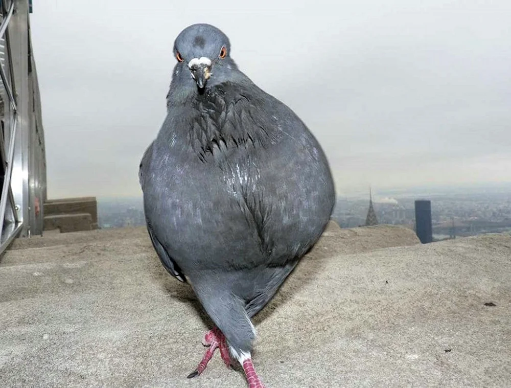 Furchtsame Gans