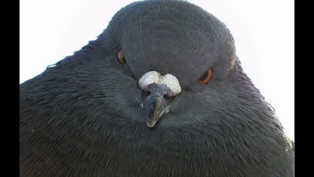 Malinowka-Vogel