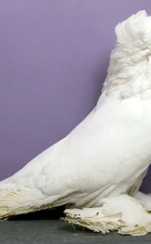 Bohemian Cosmonopterygian Pigeon