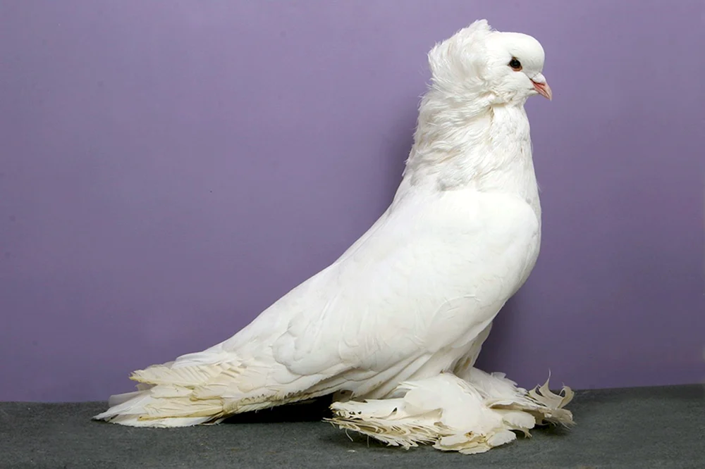 Bohemian Cosmonopterygian Pigeon