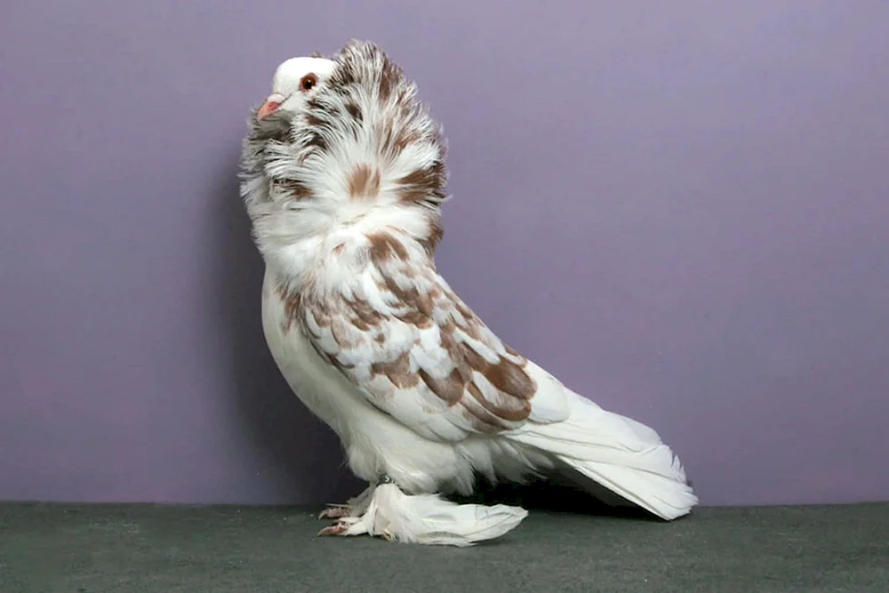 Apatin