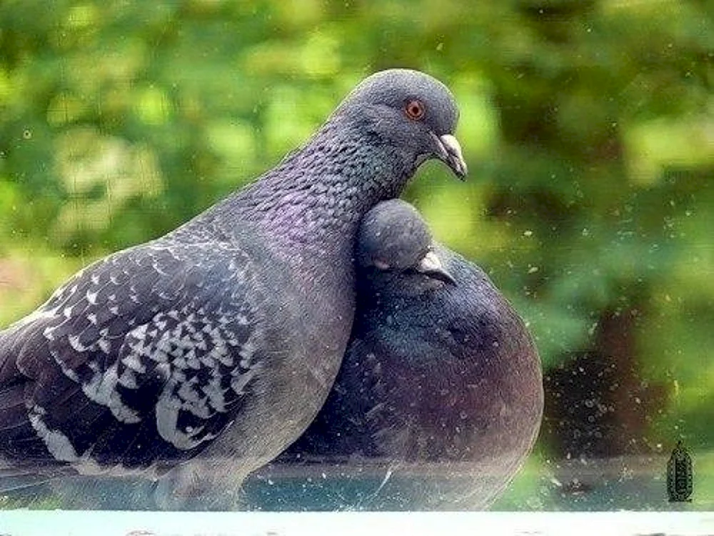 Parrotentaube