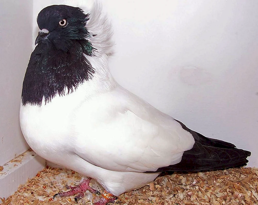 Böhmische Cosmonotongue