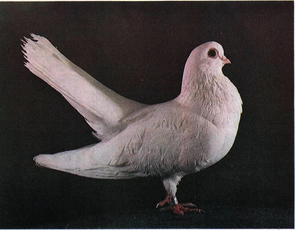 Zorntaube