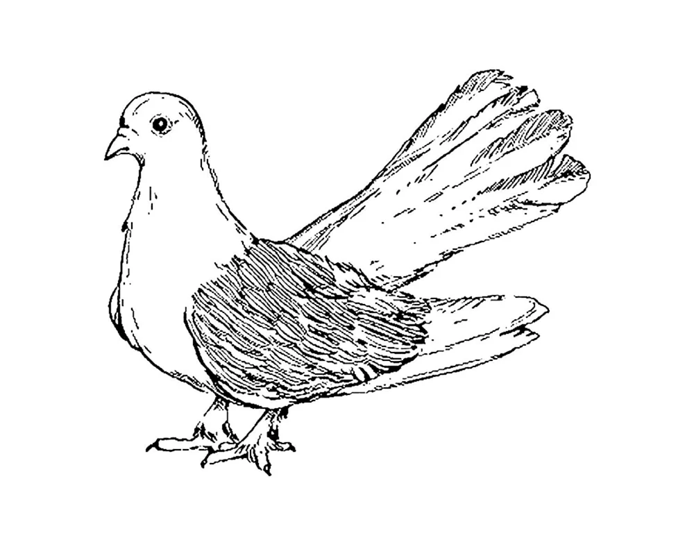 Taube des Friedens