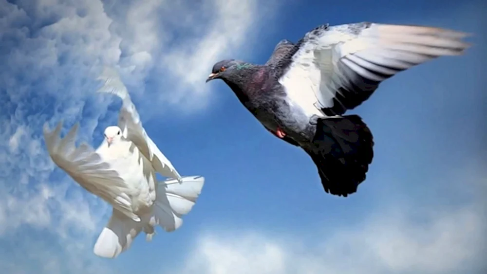 Weiße Vögel am Himmel