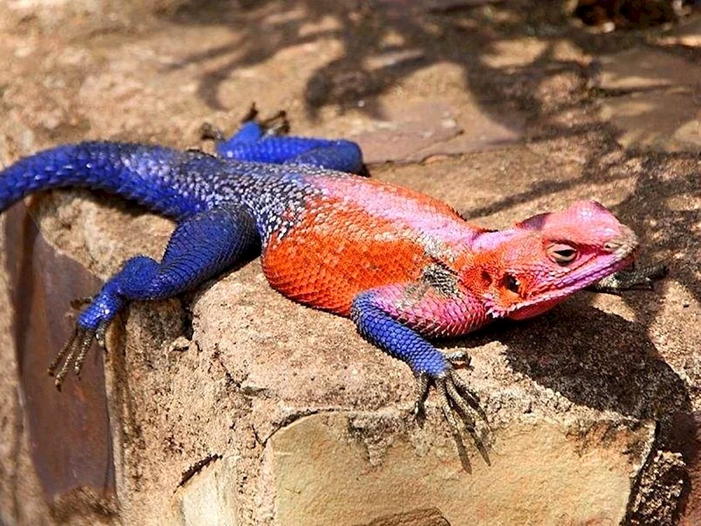 Blaue Agama Eidechse