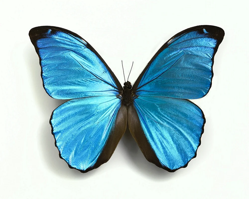 Blauer Artinsk-Schmetterling