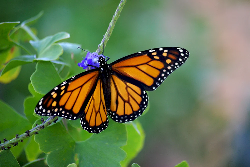 Libelle Libelle